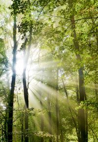 Sunlight streaming through trees in forest