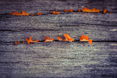 Close-up of starfish on sea during sunset