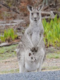 Eastern grey kangaroo 