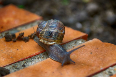 Close-up of snail