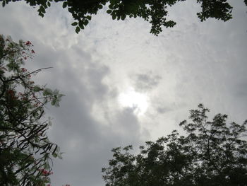 Low angle view of tree against sky