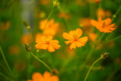 Close-up of yellow cosmos flowers on field