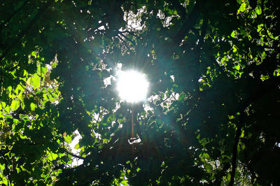 Low angle view of trees against sky