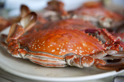 Close-up of crabs in plate