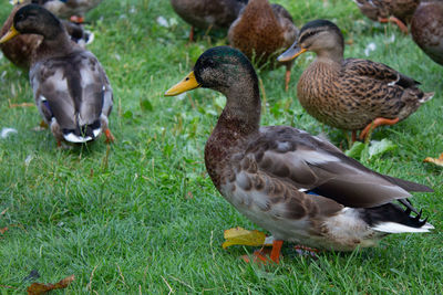 Ducks on a field