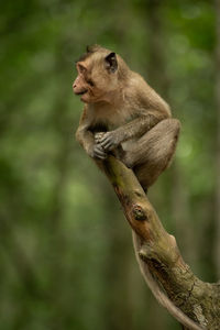 Baby long-tailed macaque opening mouth on branch