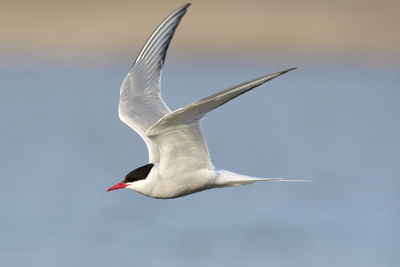 Seagull flying in the sky