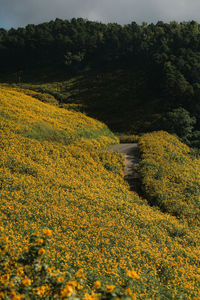 Scenic view of field