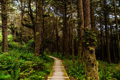 Footpath amidst trees in forest