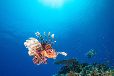 Lionfish against the sun - colorful reef of the red sea