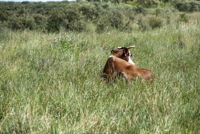 View of a cow on field