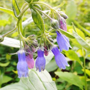 Close-up of purple flowers