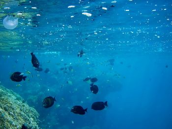 View of people swimming in sea