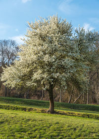 Trees on field against sky