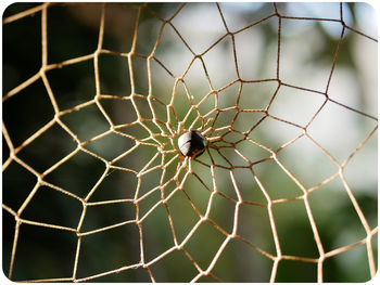 Close-up of spider on web