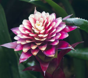 Close-up of pink rose flower