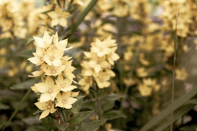 Close-up of white flowering plant