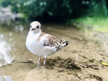 Close-up of seagull perching on land