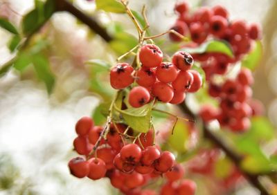 Close-up of berries on tree