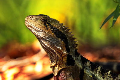 Close-up of a lizard