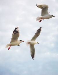 Low angle view of seagulls flying in sky