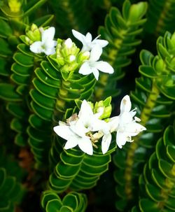 Close-up of white flowers