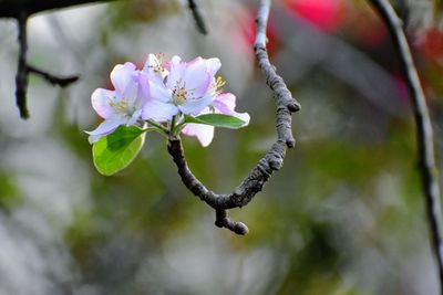 Close-up of pink cherry blossoms in spring