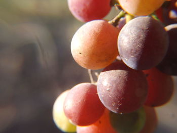 Close-up of fruits on tree