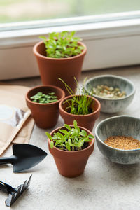 Pots with seedlings, seeds and sowing equipment on the table. healthy food.