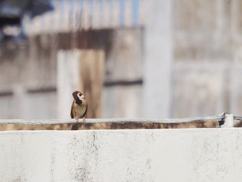 Close-up of bird perching on retaining wall