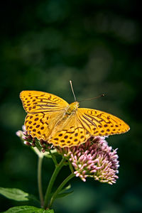 Close-up of butterfly pollinating on flower