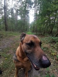 Dog looking away in forest