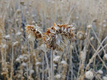 Thistle weed, musk carduus nutans close up macro yellow fork rose canyon, oquirrh mountains utah