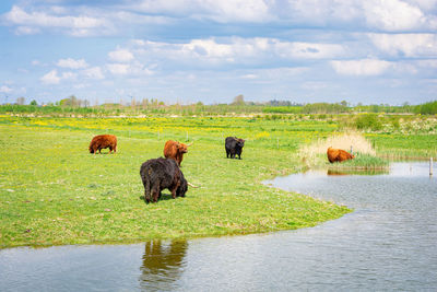 Bunch of highland cows in recreation area bentwoud in the green heart of holland, netherlands.