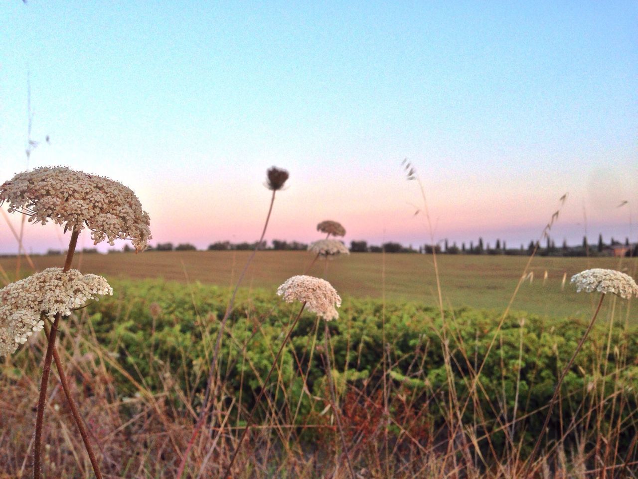 field, grass, tranquil scene, clear sky, landscape, tranquility, nature, beauty in nature, scenics, growth, plant, sky, sunset, rural scene, agriculture, idyllic, non-urban scene, copy space, outdoors, remote