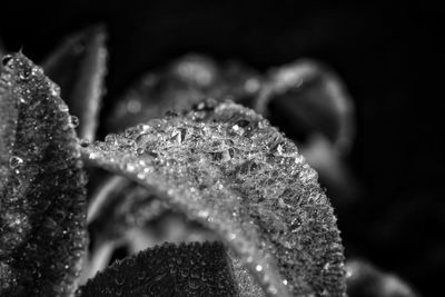 Close-up of raindrops on leaves