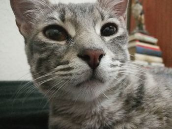 Close-up portrait of cat