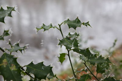 Close-up of succulent plant