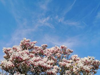 Low angle view of cherry blossoms against blue sky