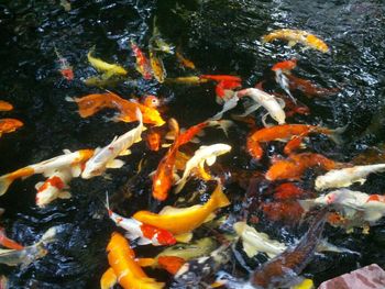 Fish underwater