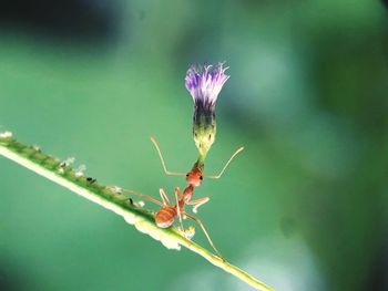 Close-up of insect on purple flower