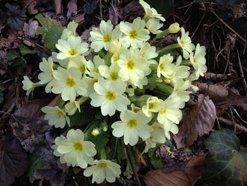 Close-up of white flowers