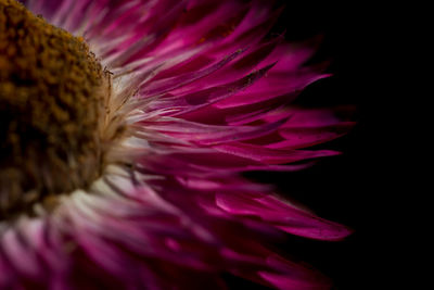 Close-up of pink flower