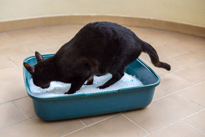 High angle view of a black cat