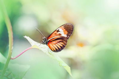 Closeup macro of heliconius melpomene butterfly. wild red orange insect animal 