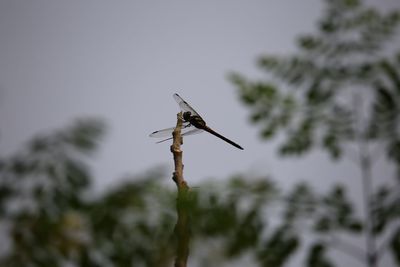 Low angle view of bird perching on tree against sky