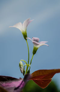 Close-up of pink flower bud