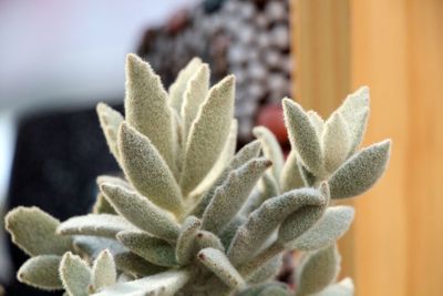 Close-up of succulent plant at home