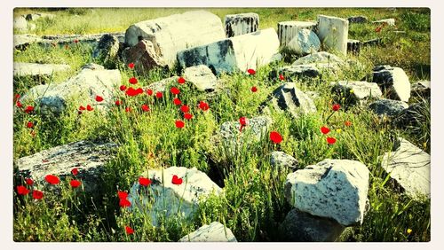 Close-up of red flowers blooming in field