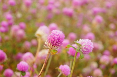 Close-up of pink flowering plants on field